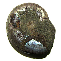 Discovery of the jaw apparatus of the Upper Volgian ammonite <i>Kachpurites fulgens</i> (Craspeditidae).