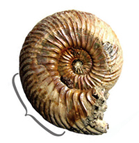 Wrinkle layer and supracephalic attachment area: implications for ammonoid paleobiology.