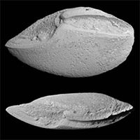 First teleost otoliths from the Late Jurassic of Russia.