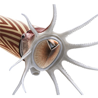 Early Palaeozoic Discinocarina: a key to the appearance of cephalopod jaws