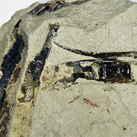 Discovery of plywood structure in <i>Sphenothallus</i> from Gurovo Formation (Mississippian), Central Russia