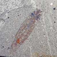 First discovery of the soft-body imprint of an Oligocene fossil squid indicates its piscivorous diet