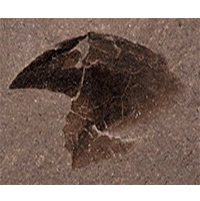 A First Record of Lower Jurassic (Toarcian) Coleoid Jaws in Siberia