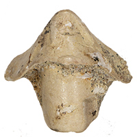 Unusual findings of cephalopod jaws in Mesozoic shallow water sandy facies. 