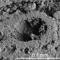 New species of encrusting foraminifera from the Carboniferous (Upper Mississippian) of Central Russia