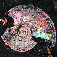 Ventral Bite Marks (Ichnospecies Bicrescomanducator rolli): Lethal Injuries on the Shells of Jurassic Ammonites