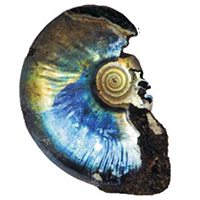 The soft-tissue attachment scars in Late Jurassic ammonites from Central Russia.