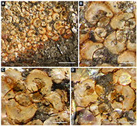 First direct evidence of ammonoid ovoviviparity.