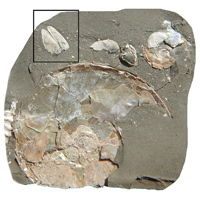 Patterns of the evolution of aptychi of Middle Jurassic to Early Cretaceous Boreal ammonites.